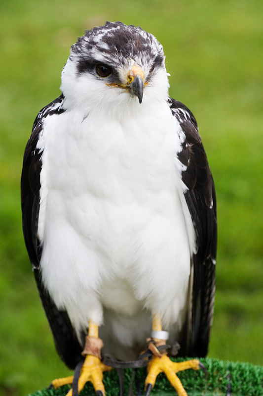 隼食肉,在鸟类 a target="_blank" href="/item/食物链">食物链 /a>中