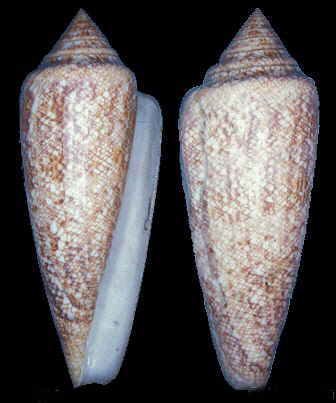  p>海之荣光芋螺(conus gloriamaris )是一种芋螺科cylinder属类生物