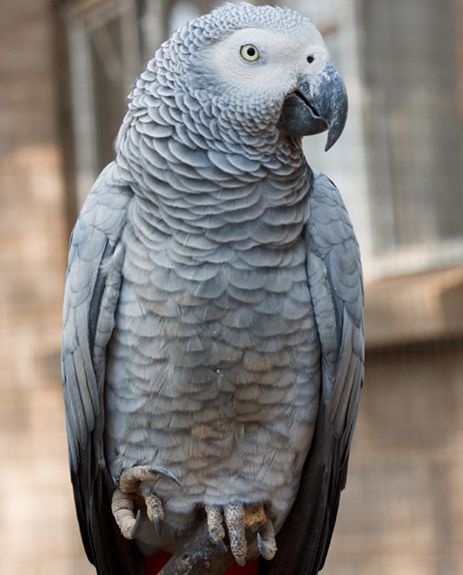  p>非洲灰鹦鹉(学名: i>psittacus erithacus /i>)属于大型鹦鹉,是