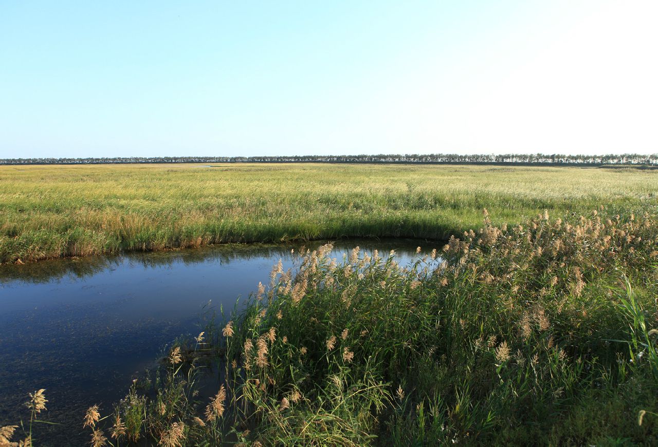 大丰国家海涂湿地公园