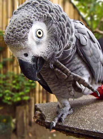 p>非洲灰鹦鹉(学名 i>psittacus erithacus/i)属于大型鹦鹉,是