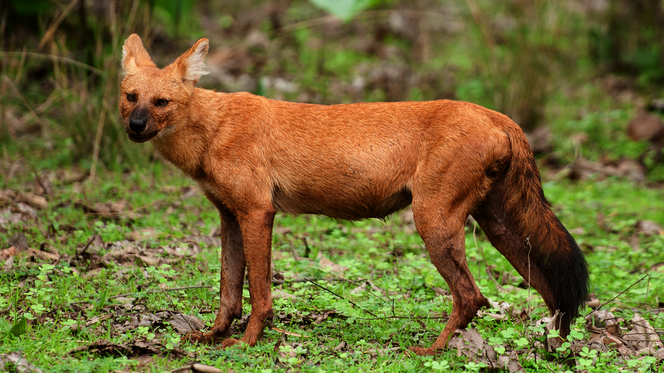  p>印度豺(学名: i>cuon alpinus dukhunensis /i>):是豺的 a href="