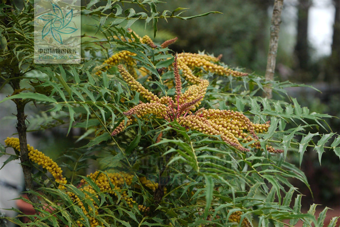 阿里山十大功劳