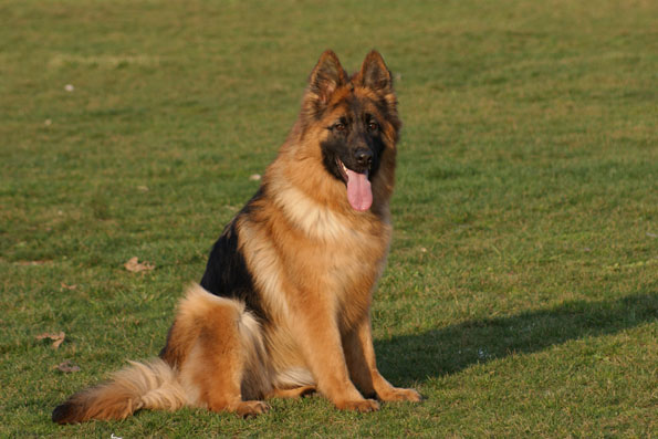  p>中国长毛狼犬,又称中国牧羊犬,是一个独立的体系,是国内外较早出现