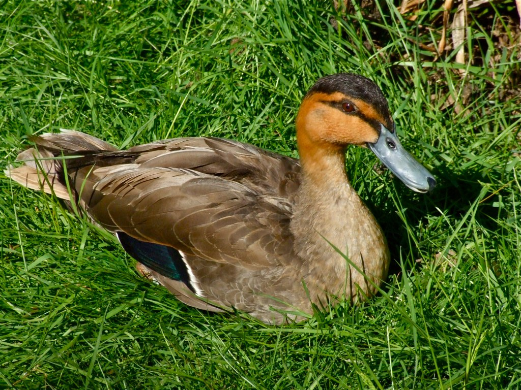  p>棕颈鸭(学名: i>anas luzonica /i>)属鸭科 a target="_blank"