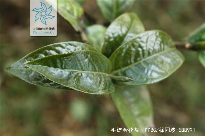  p>毛瓣金花茶(学名: i>camellia pubipetala /i> wan et huang)是