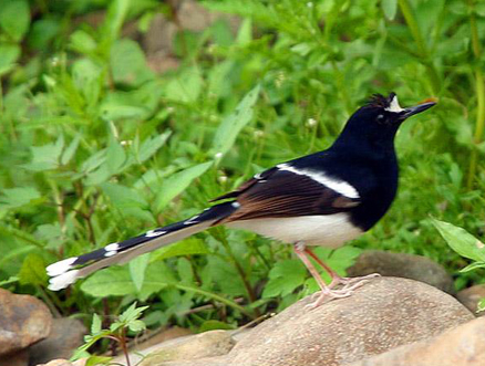  p>白额燕尾(学名: i>enicurus leschenaulti /i>)是鹟科,燕尾属中型