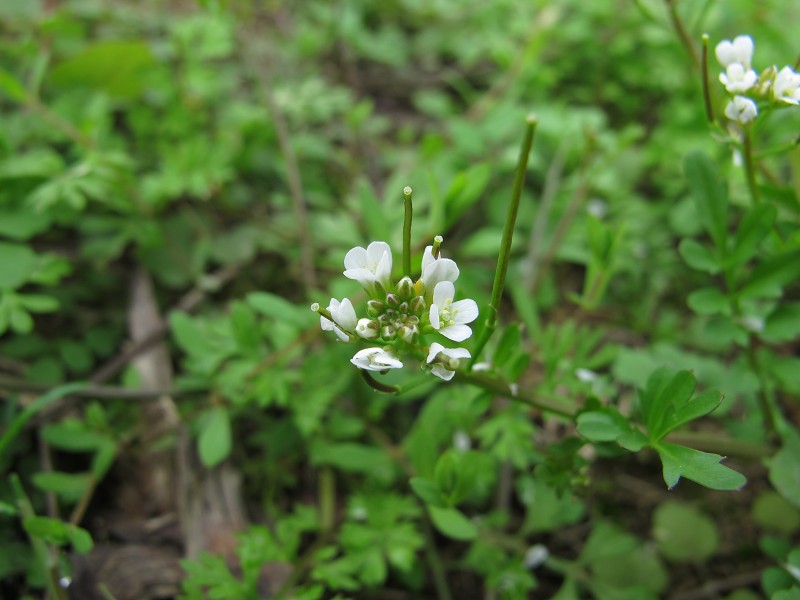 是菊科 a href="#" data-lemmaid="14092635">鼠麹草属 /a>一年生