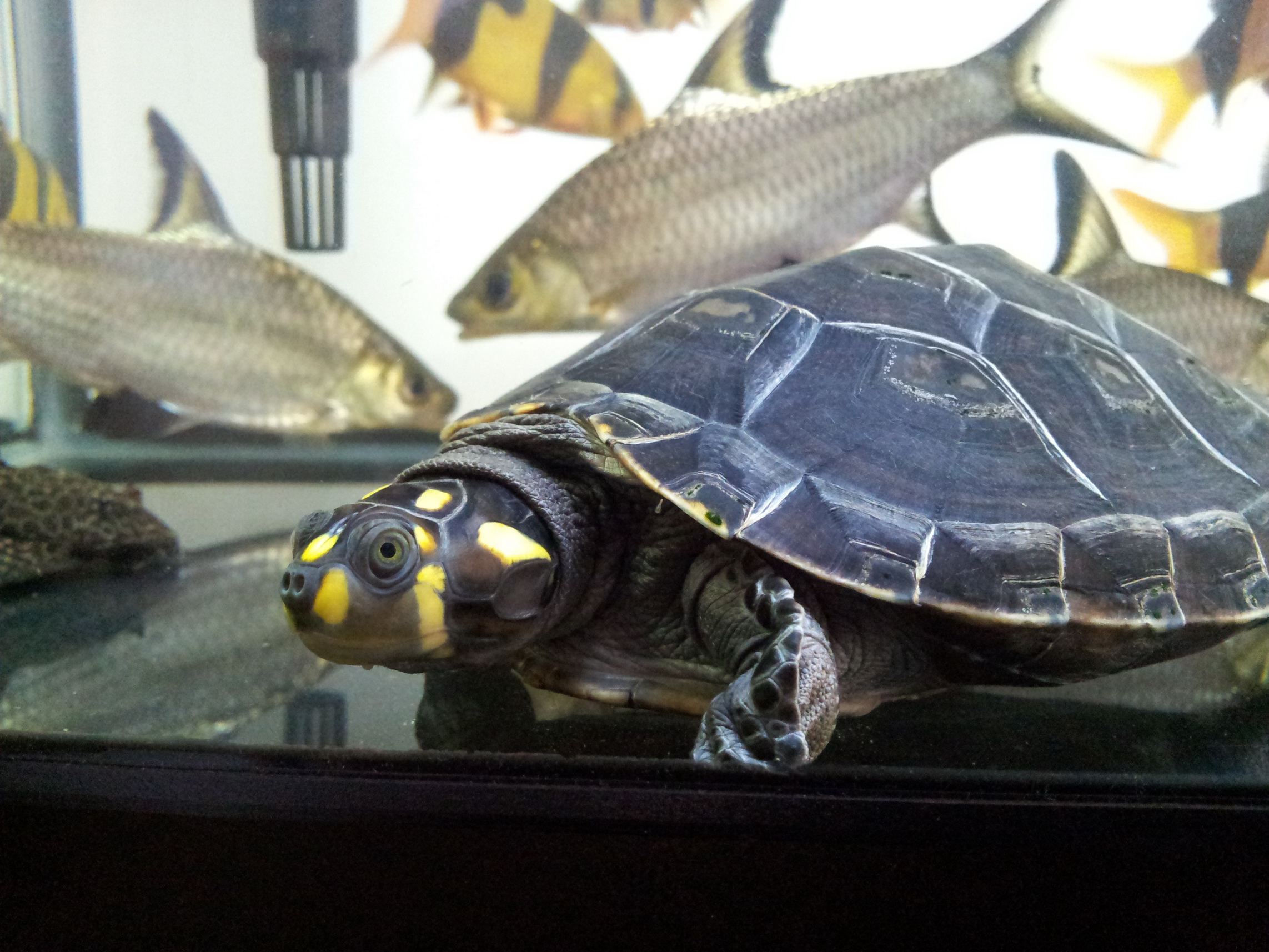  p>黄头侧颈龟(学名: i>podocnemis unifilis /i>)是侧颈龟科,南美侧