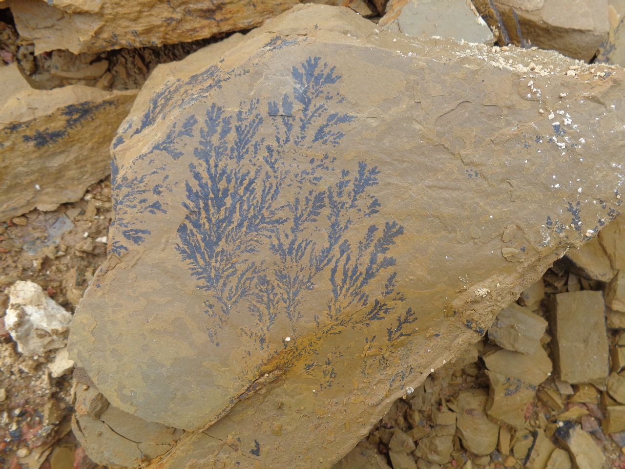  p>假化石(pseudofossil)泛指形态似化石而实不是的物质,是指成因与