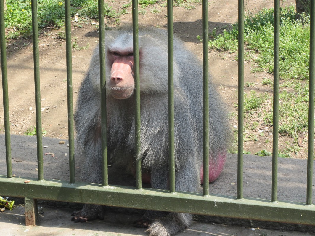 qingdao zoo