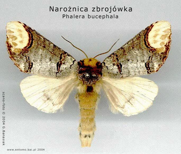  p>黄掌舟蛾, i>phalera assimilis  /i>(bremer et grey),属昆虫纲