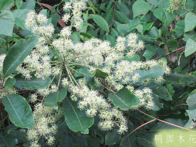  p data-id="gn3ti8nto0">广鸭脚木,亦指两广(即广东,广西)鸭脚木