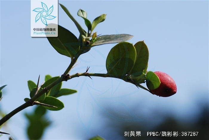 &nbsp;)是夹竹桃科假虎刺属植物,常绿灌木,干枝上有分叉的刺,刺长