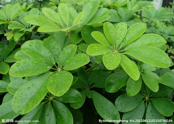  p data-id="gn3ti8nto0">广鸭脚木,亦指两广(即广东,广西)鸭脚木