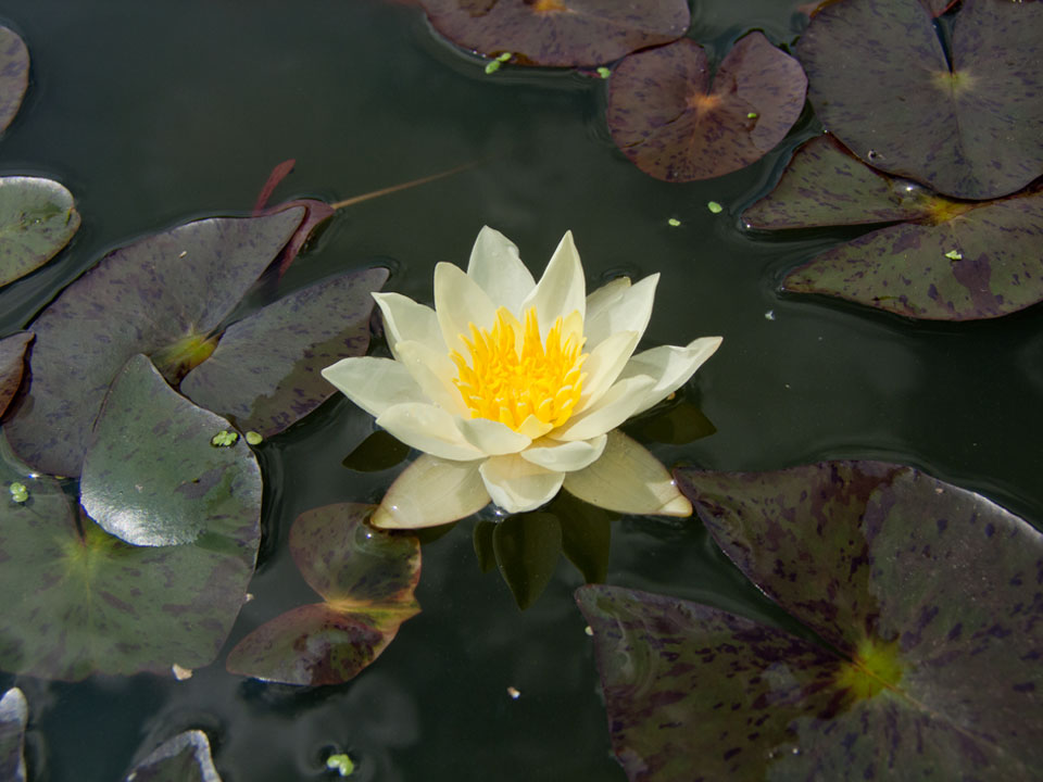 nymphaea pygmaea helvola