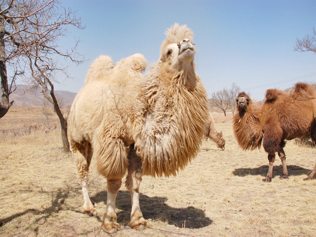 白骆驼