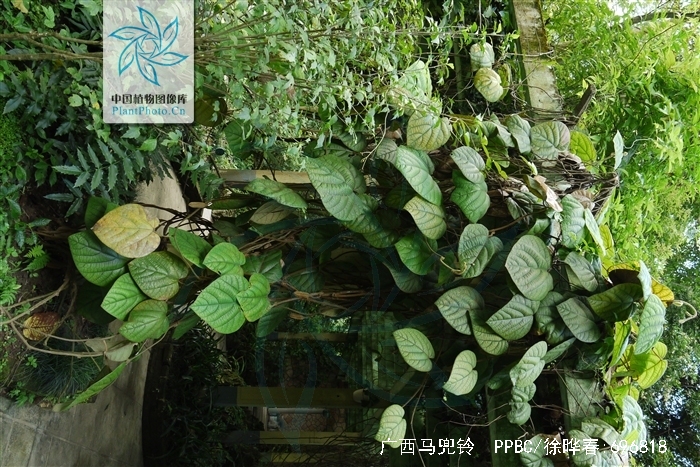 别名:大叶马兜铃,大百解薯,圆叶马兜铃,总管,南蛇藤,拉丁文名