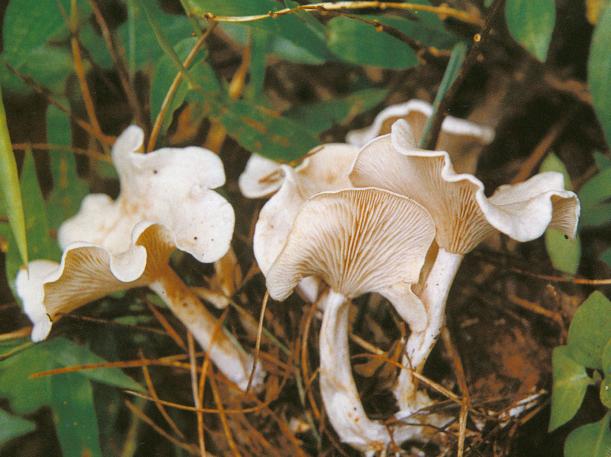  p>亚白杯伞,所属 a href="#" data-lemmaid="1622660">真菌界 /a>,属