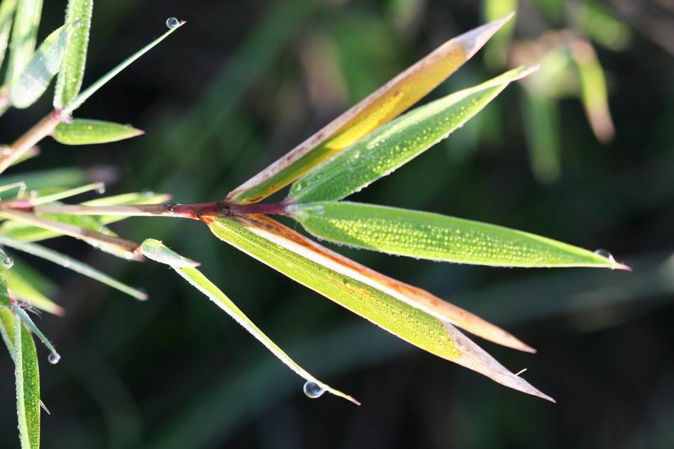 短柄箭竹(不全知种)