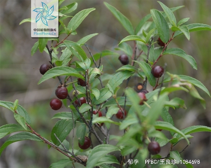  p data-id="gnbugx4bov">郁李,别名爵梅,秧李,拉丁文名:cerasus