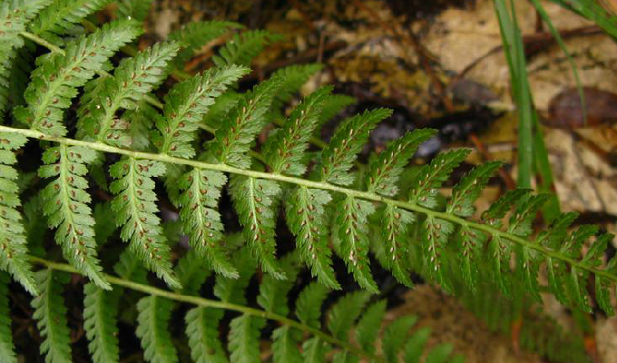 elongatum /i>)是 a target="_blank" href="/item/蹄盖蕨科/1965645"