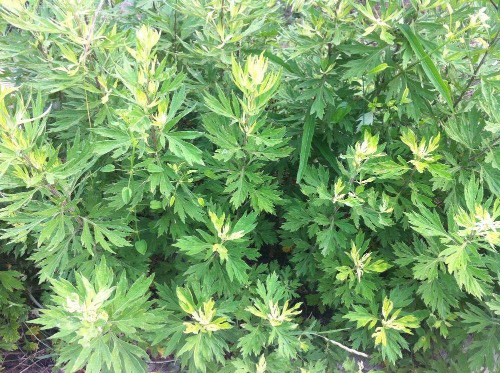  p>南艾蒿, a href="#" data-lemmaid="229000">被子植物门 /a>, a