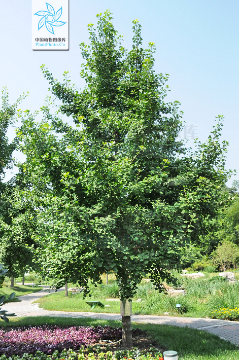 >福建省福建银杏王有长达900年的树龄,高25米,胸围650厘米,冠幅直径