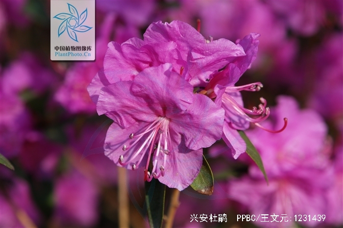 rhododendron dauricum l.
