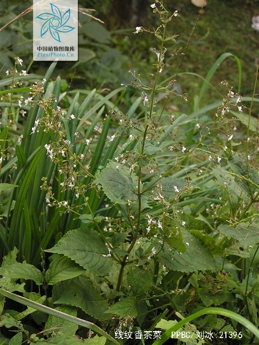  p>线纹香茶菜(学名: i> /i> i>isodon lophanthoides /i> (buchanan