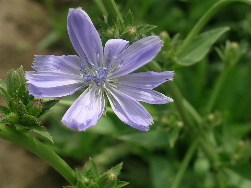 cichorium