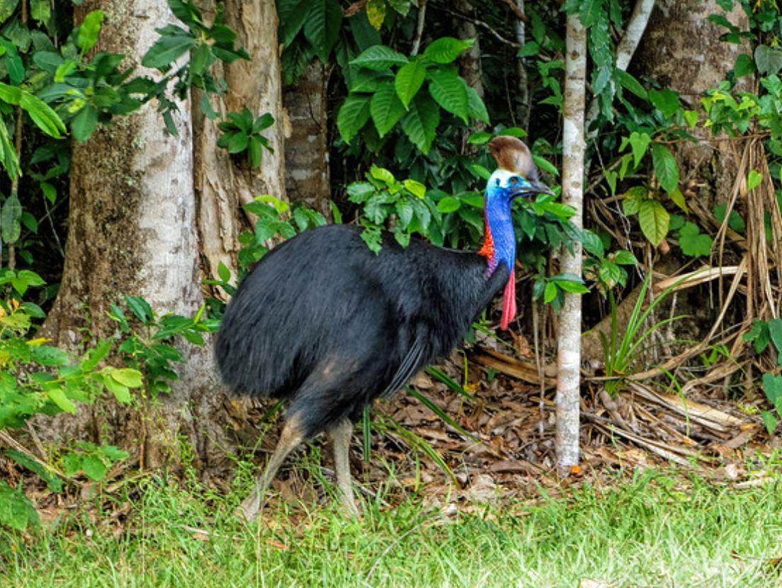  p>单垂鹤鸵(学名: i>casuarius unappendiculatus /i>):是 a>鹤鸵科 