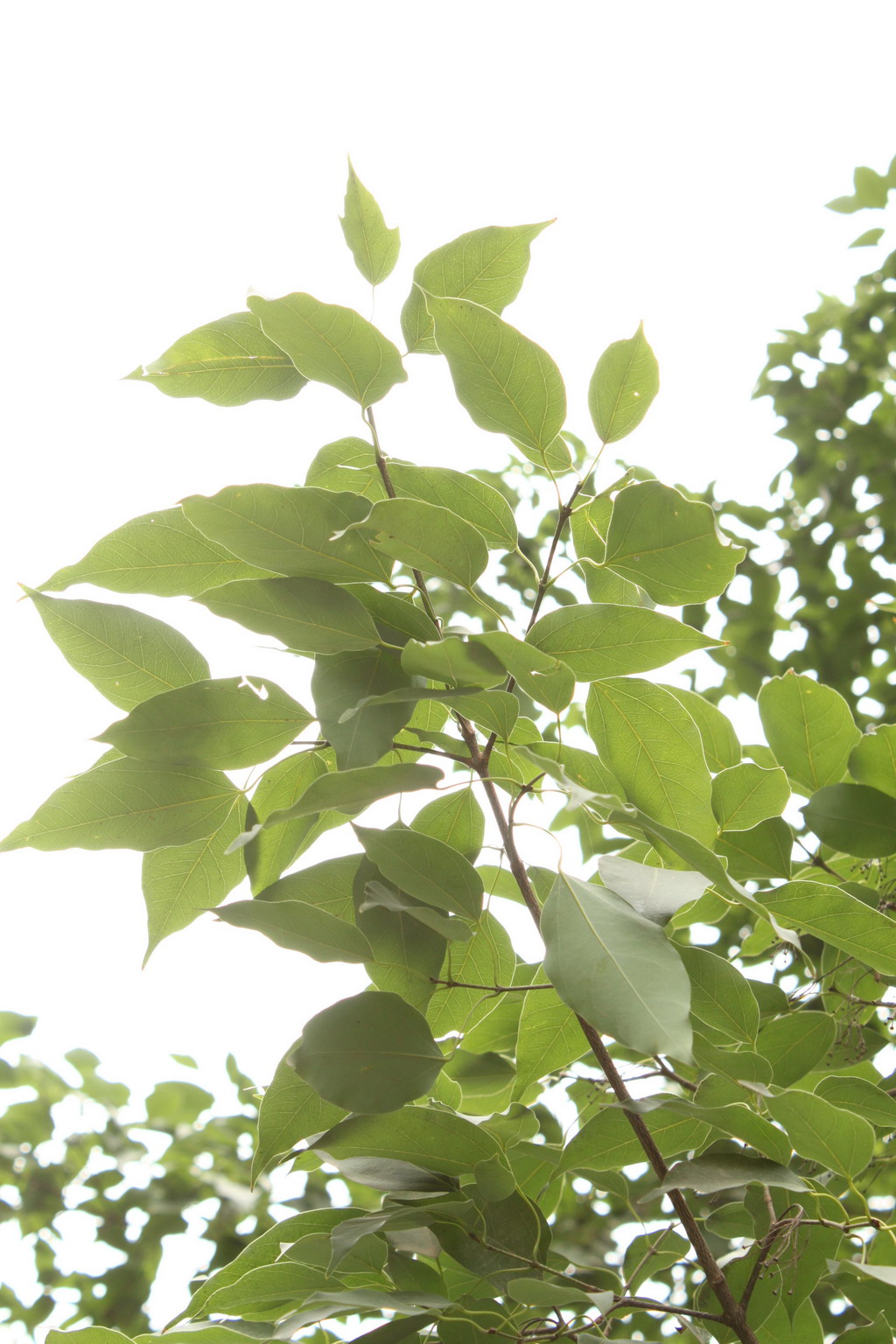  p>飞蛾槭(学名: i>acer oblongum  /i>wall. ex dc.