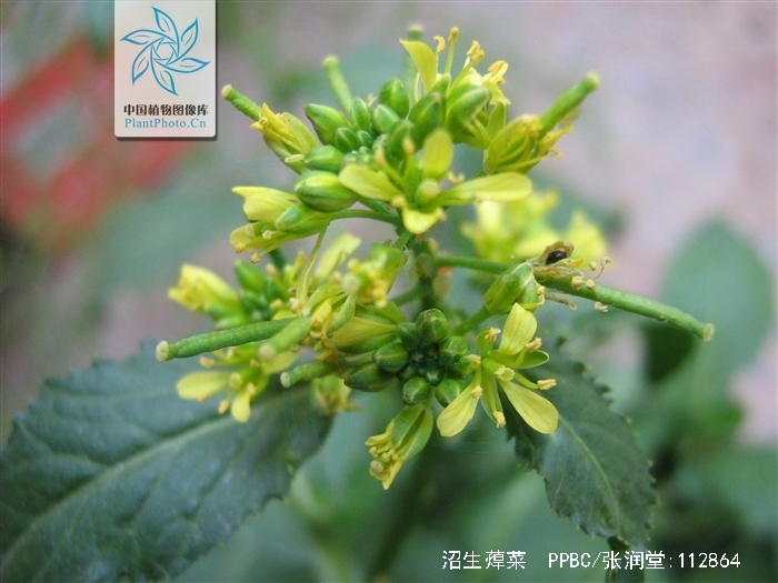 besser)是十字花科蔊菜属一年生或二年生草本.
