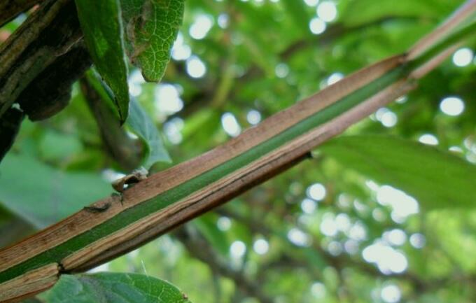 栓翅芹属, a href="#" data-lemmaid="8249341">伞形科 /a>, a href=