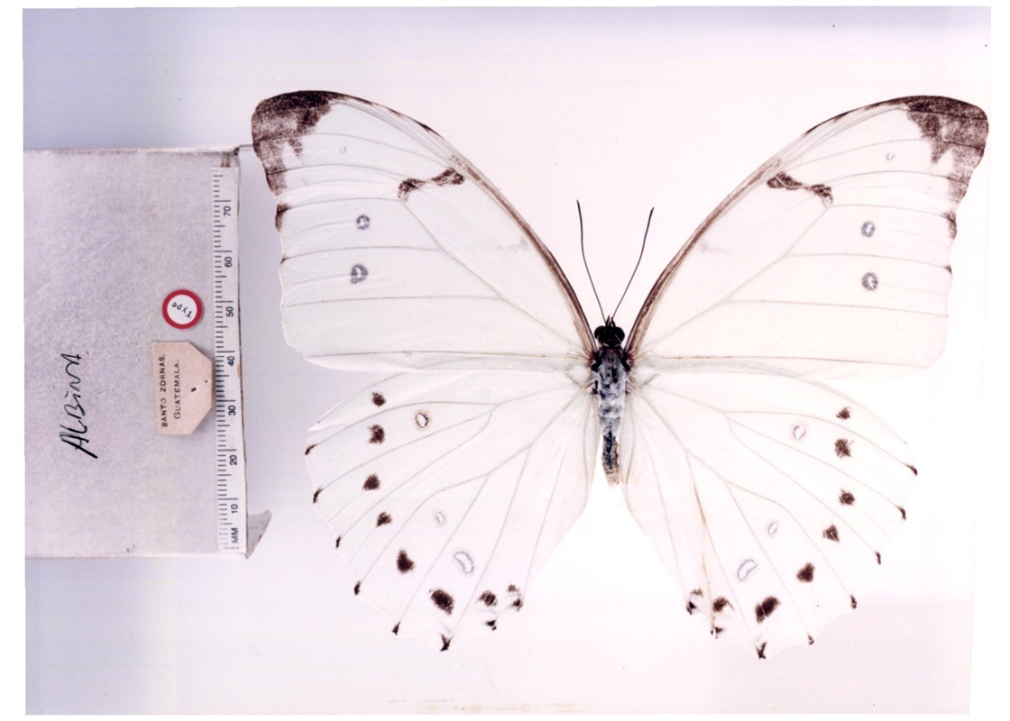  p>大白闪蝶(学名:morpho luna),鳞翅目 a href="#">蛱蝶科 /a>闪蝶属