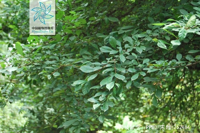  p>帚枝鼠李(rhamnus virgata roxb.