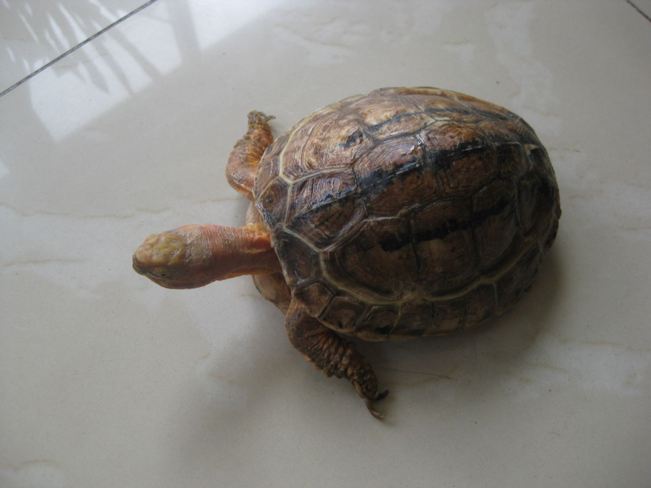  p>三线闭壳龟(学名: i>cuora trifasciata /i>)是龟科,闭壳龟属动物.