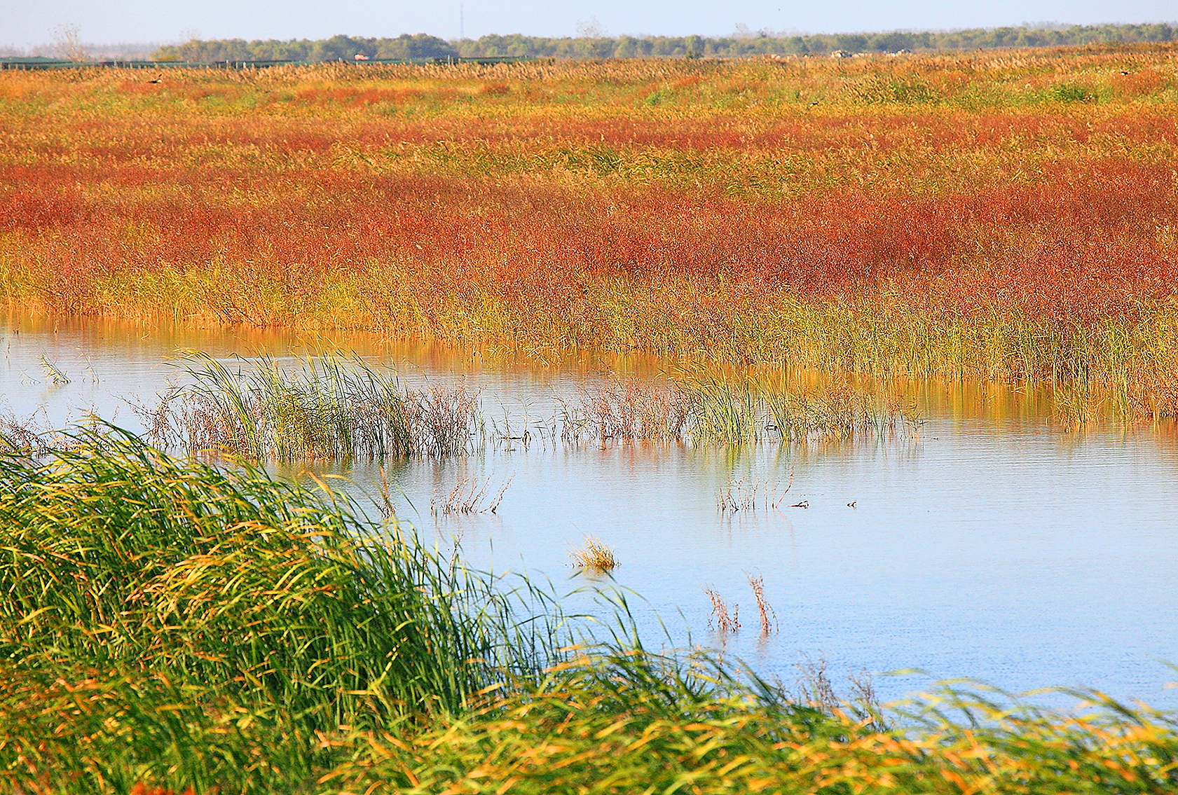 data-lemmaid="5096789">盐城市 /a>,主要由潮间带滩涂和其他滨海湿地