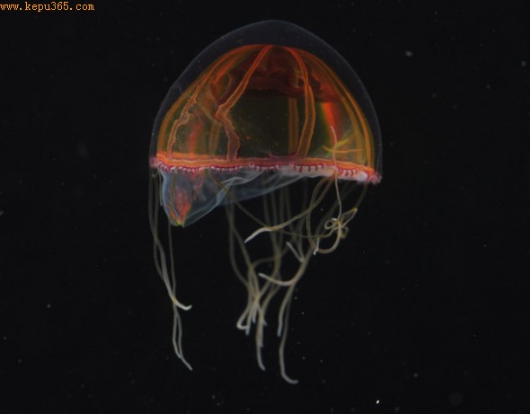 包括刺丝胞动物,钵水母纲,十字水母纲,立方水母纲动物