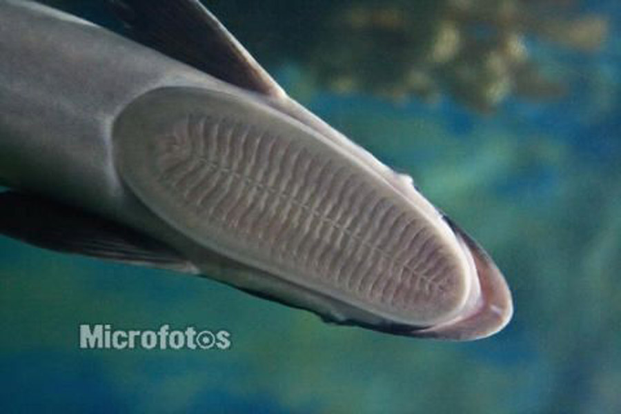 remora albescens