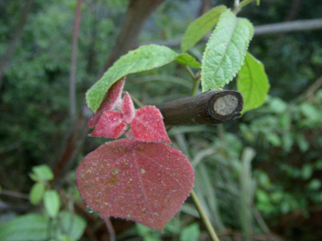 为大戟科植物野梧桐 i>mallotus japonicus /i> (thunb.) muell. arg.