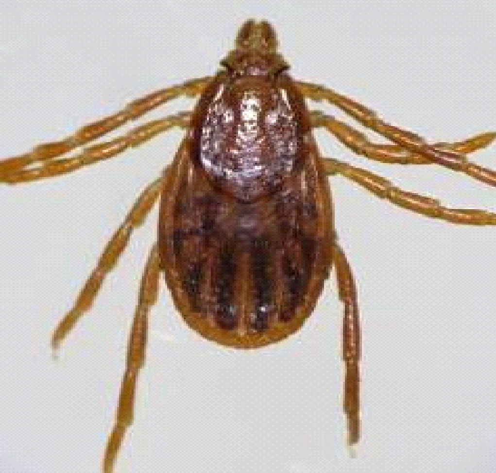 血红扇头蜱