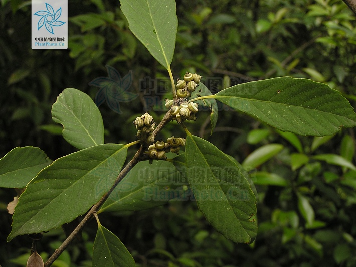  p>滇青冈,cyclobalanopsis glaucoides schotky,别名:滇椆,拟槠, a