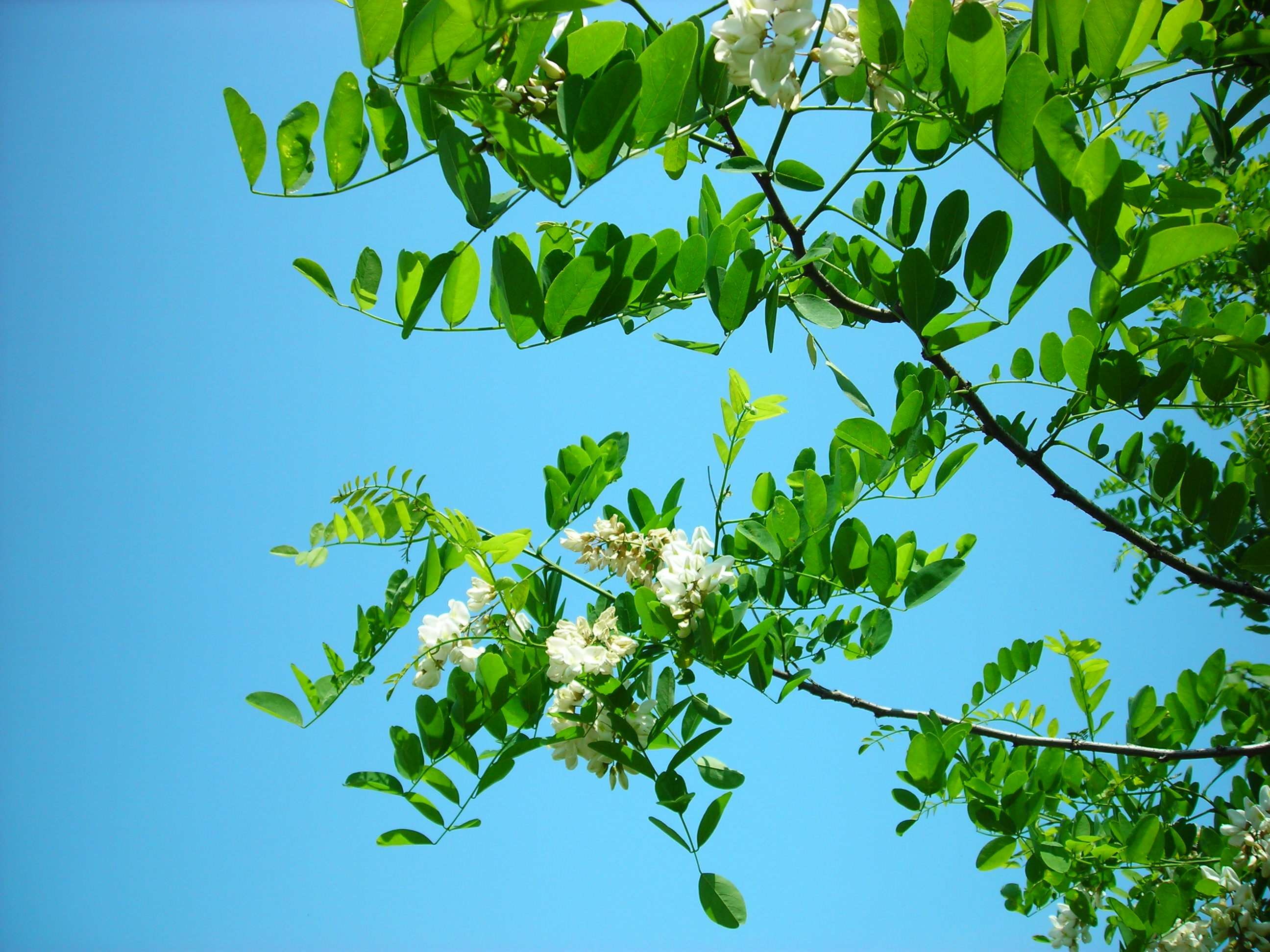 robinia pseudoacacia l