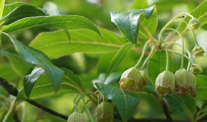  p>毛叶吊钟花(学名: i>enkianthus deflexus /i> (griff.) schneid.