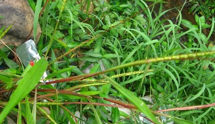  p>田间鸭嘴草( a target="_blank" href="/item/学名/8074290" data