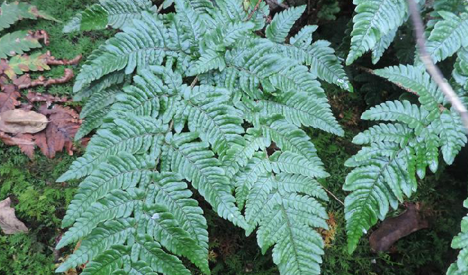  p>太平鳞毛蕨是鳞毛蕨科 a href="#" data-lemmaid="2864823">鳞毛蕨