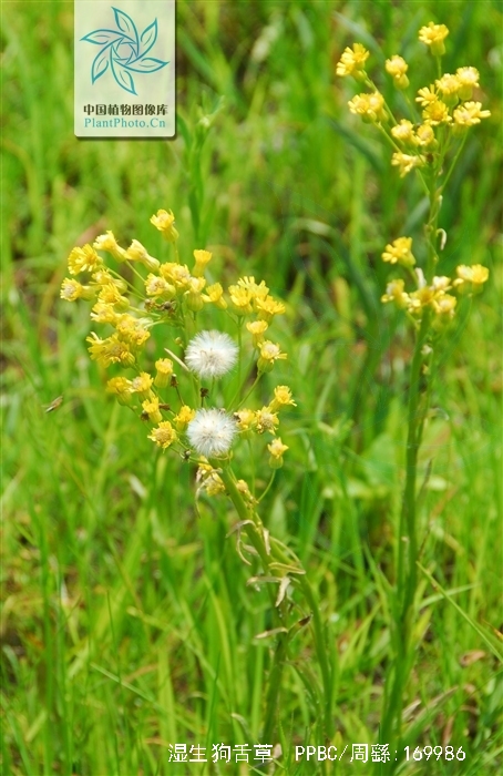  p>湿生狗舌草是菊科, a target="_blank" href