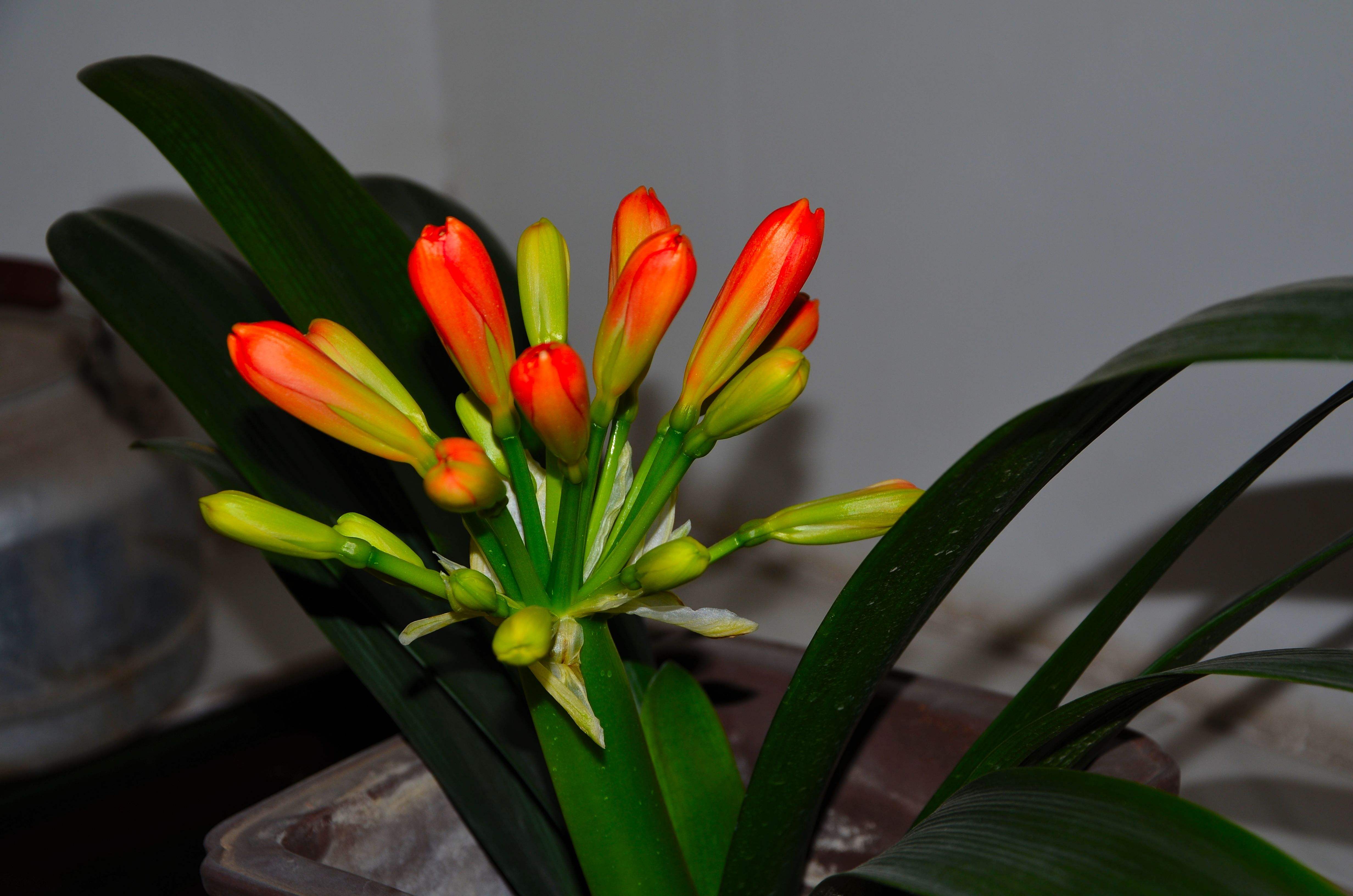  p>垂笑君子兰(学名: i>clivia nobilis  /i>lindl.